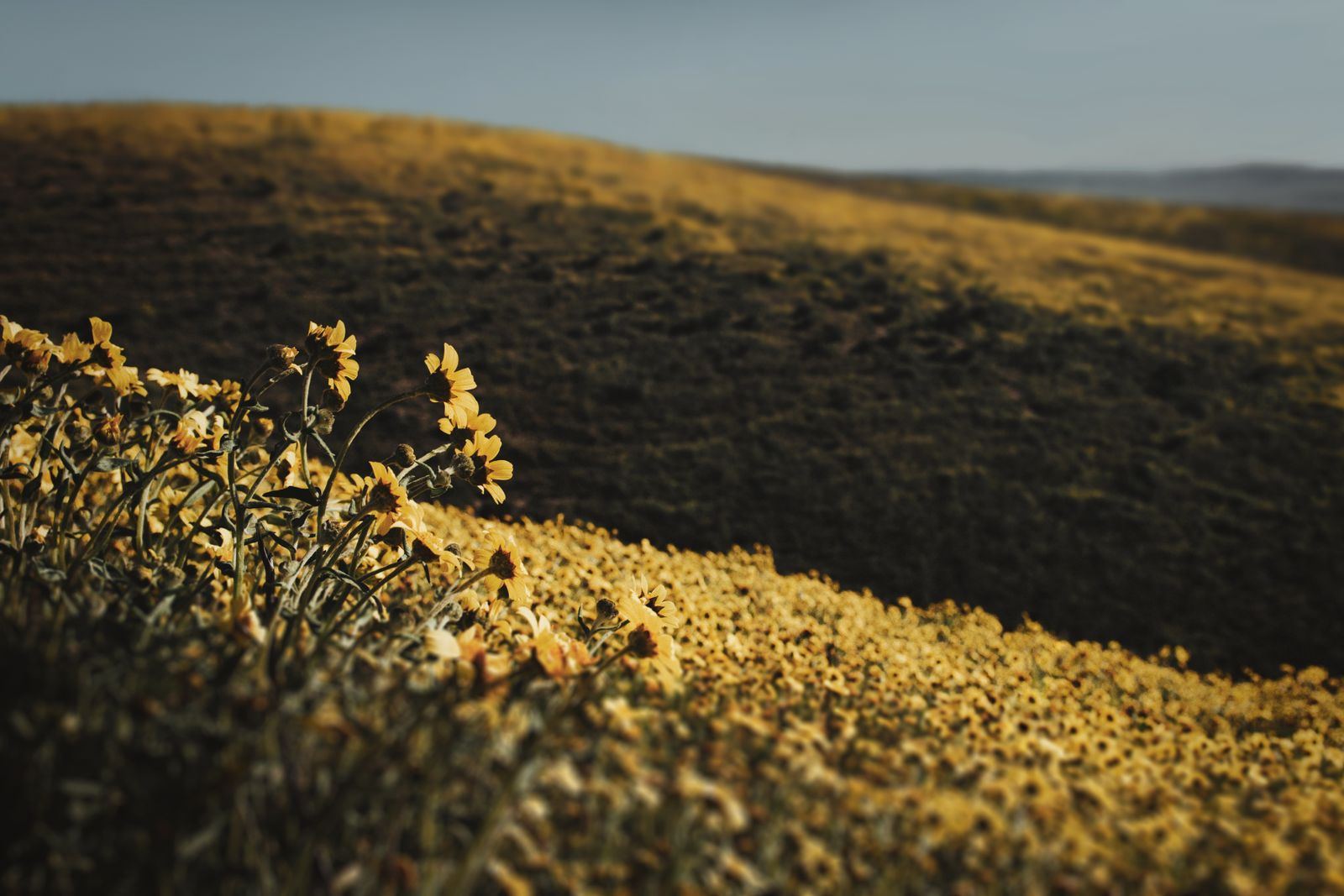 Bakersfield, California